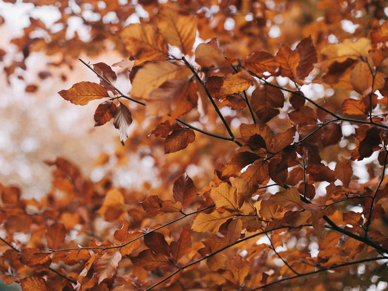 Арав хоногийн цаг агаарын урьдчилсан төлөв